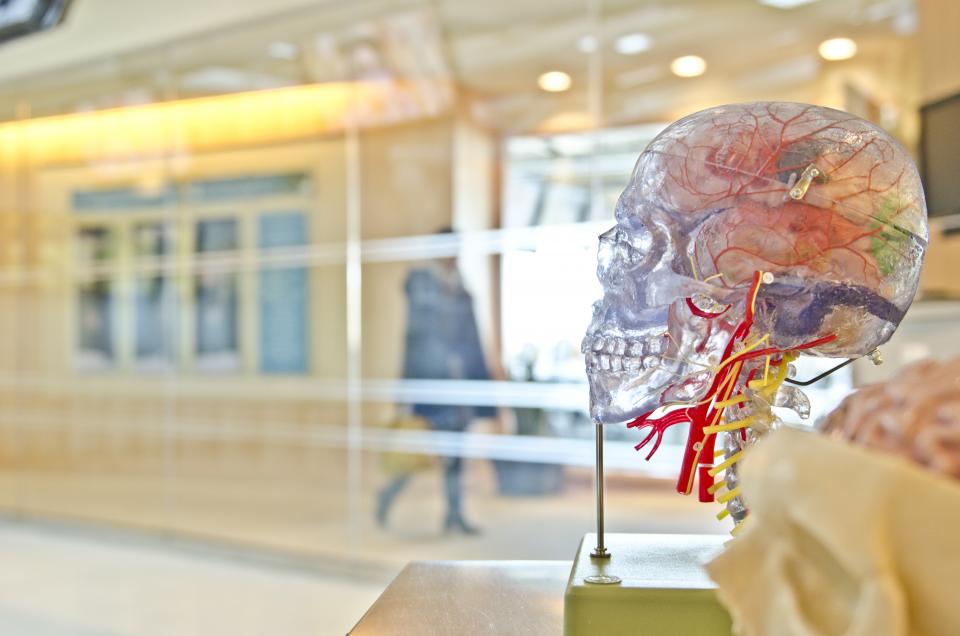 An anatomical model of the spine and nervous system